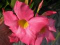 Mandevilla / Mandevilla splendens 